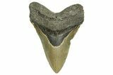 Serrated, Fossil Megalodon Tooth - North Carolina #371501-1